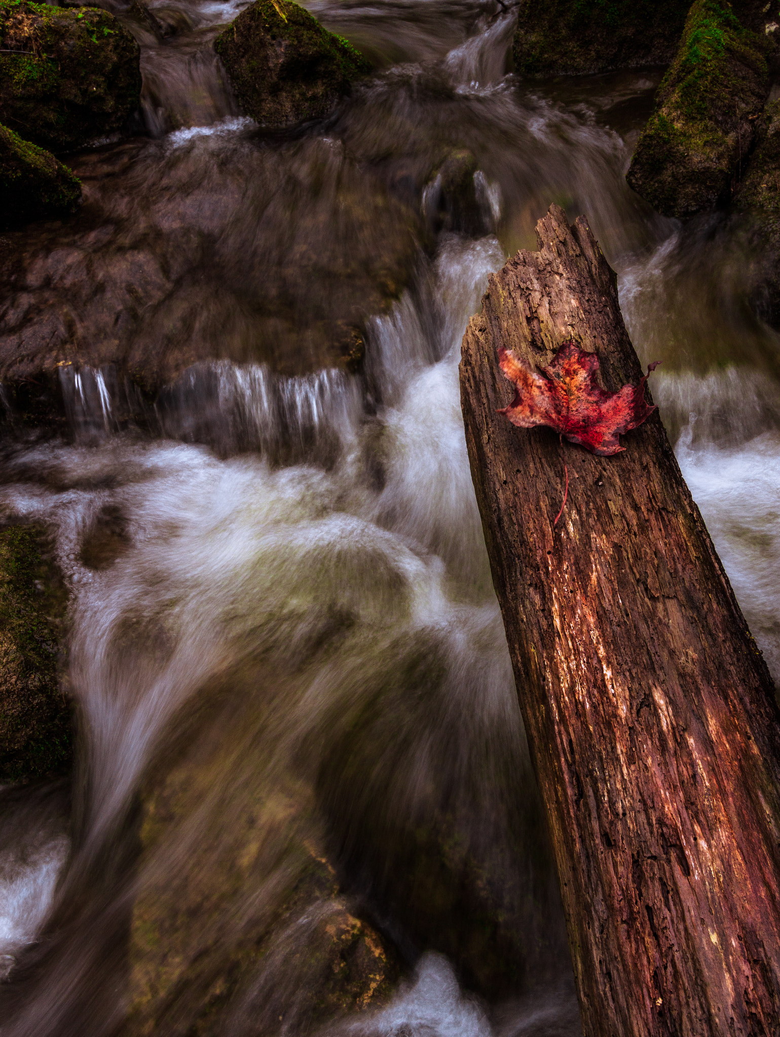 Canon EF-S 10-18mm F4.5–5.6 IS STM sample photo. Lone leaf photography