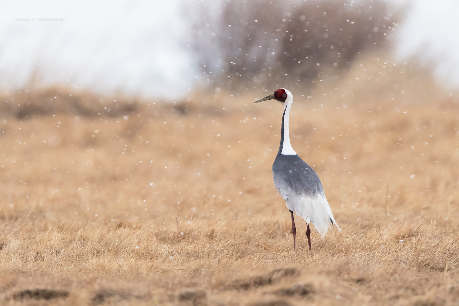 Nikon D5 + Nikon AF-S Nikkor 600mm F4G ED VR sample photo. 白枕鹤 photography