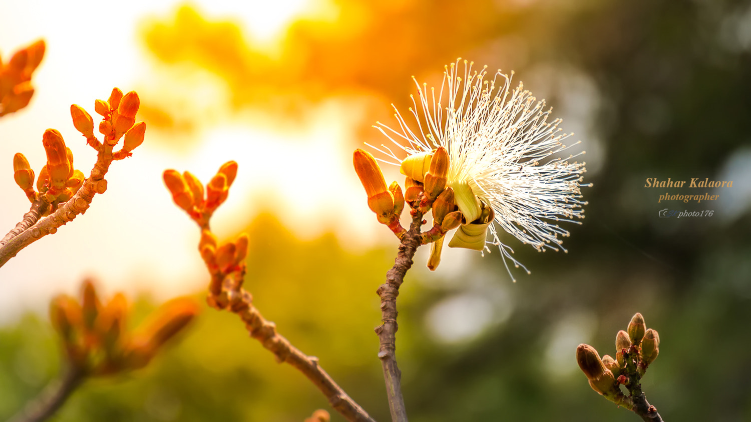 Tamron SP 35mm F1.8 Di VC USD sample photo. Light flower photography