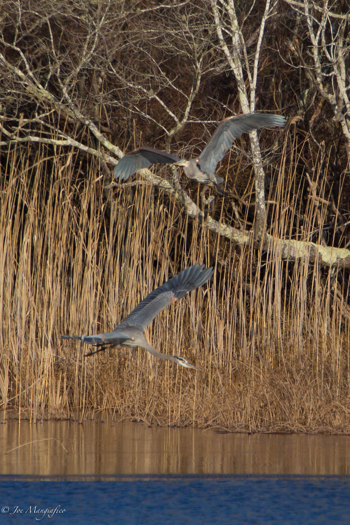 Canon EF 70-200mm F2.8L USM sample photo. Great blue flight photography
