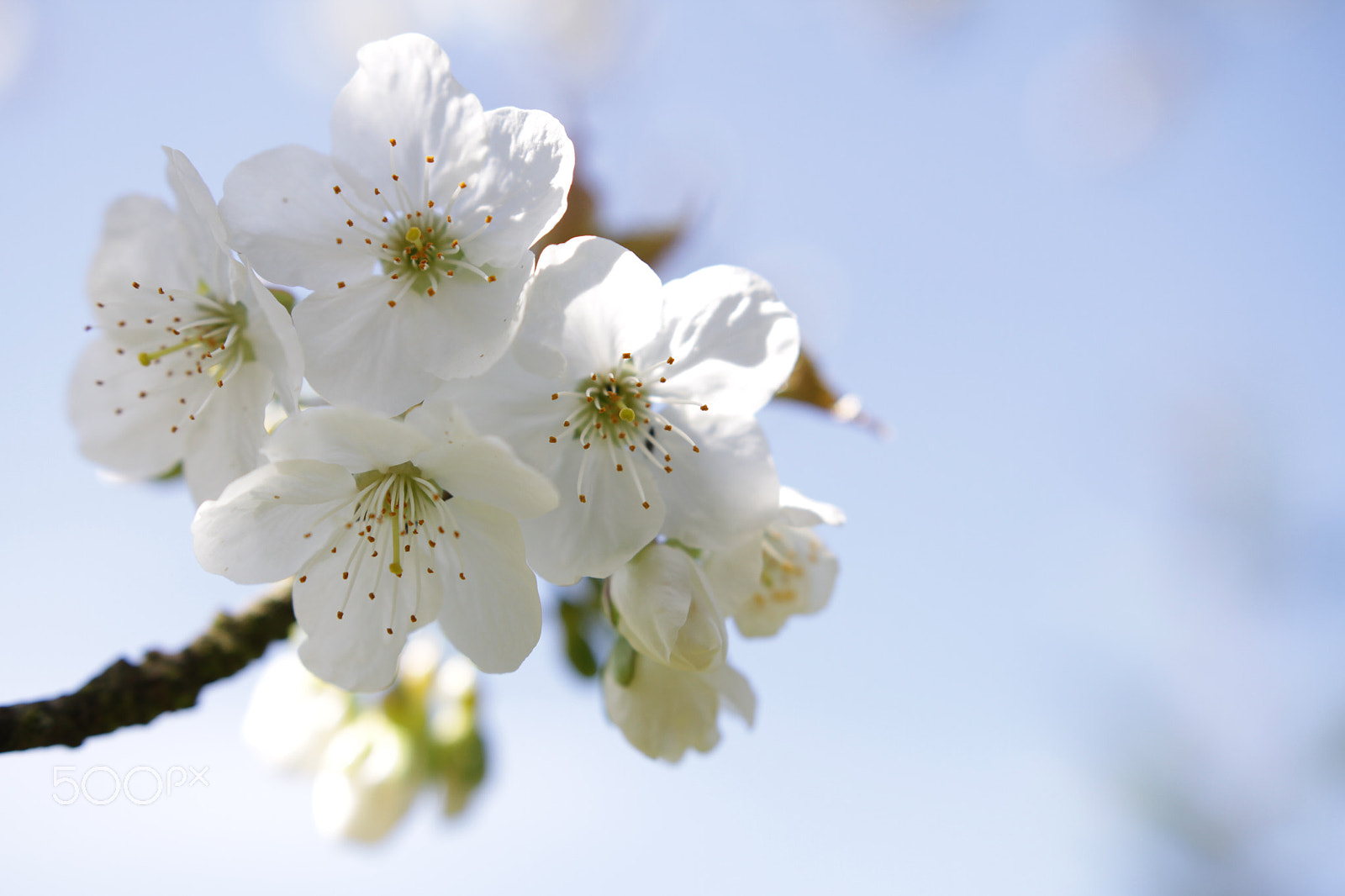 Canon 18-35mm sample photo. Cherry blossoms photography
