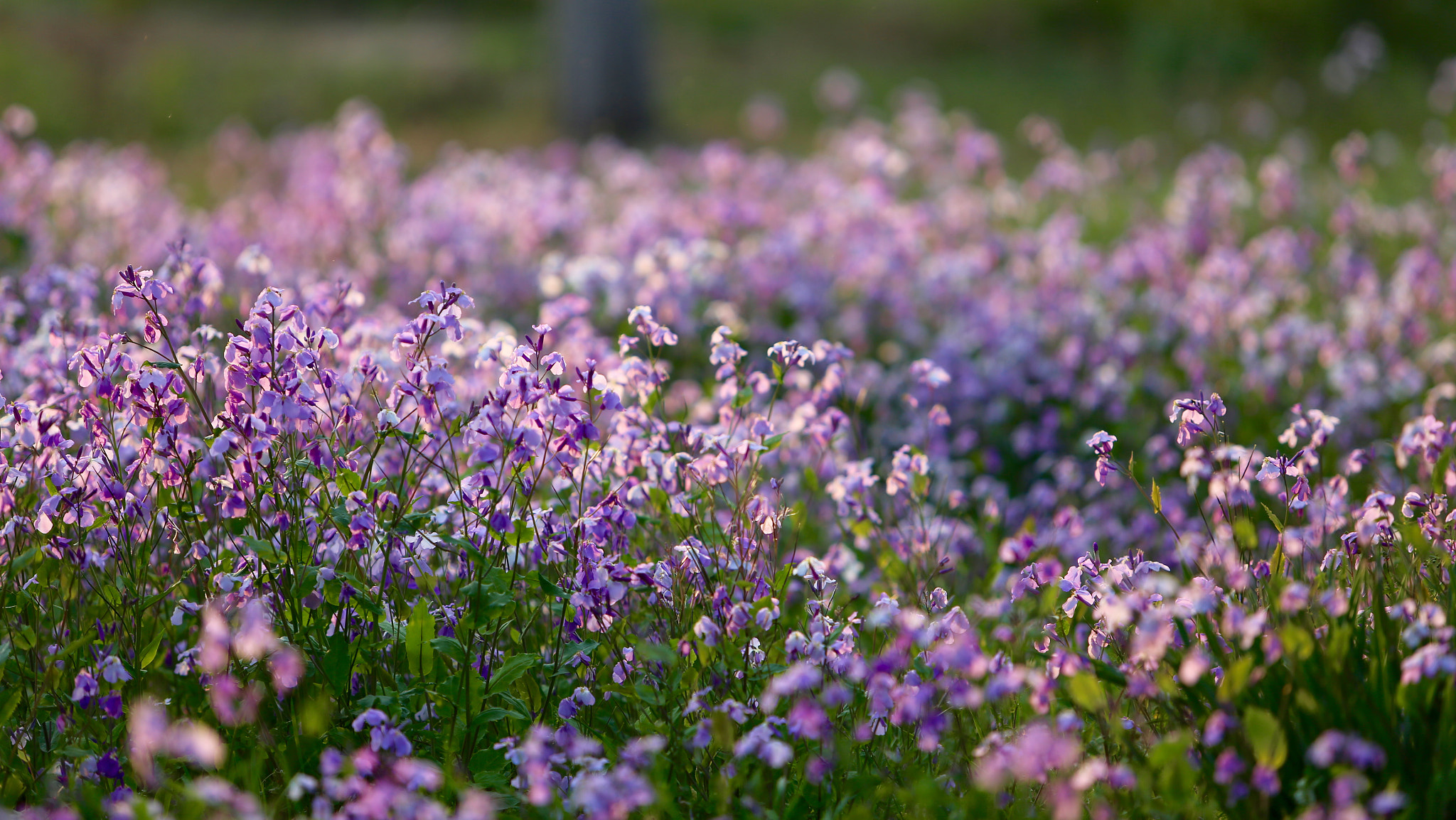 Canon EF 70-200mm F2.8L USM sample photo