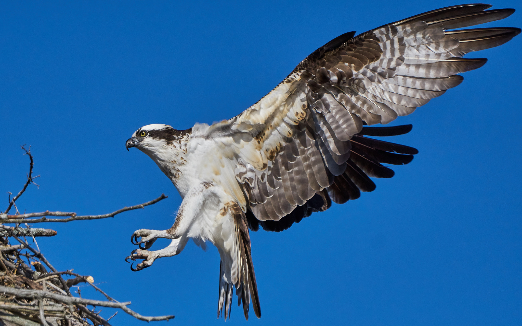 Sony ILCA-77M2 + Sony 70-400mm F4-5.6 G SSM II sample photo. Osprey photography