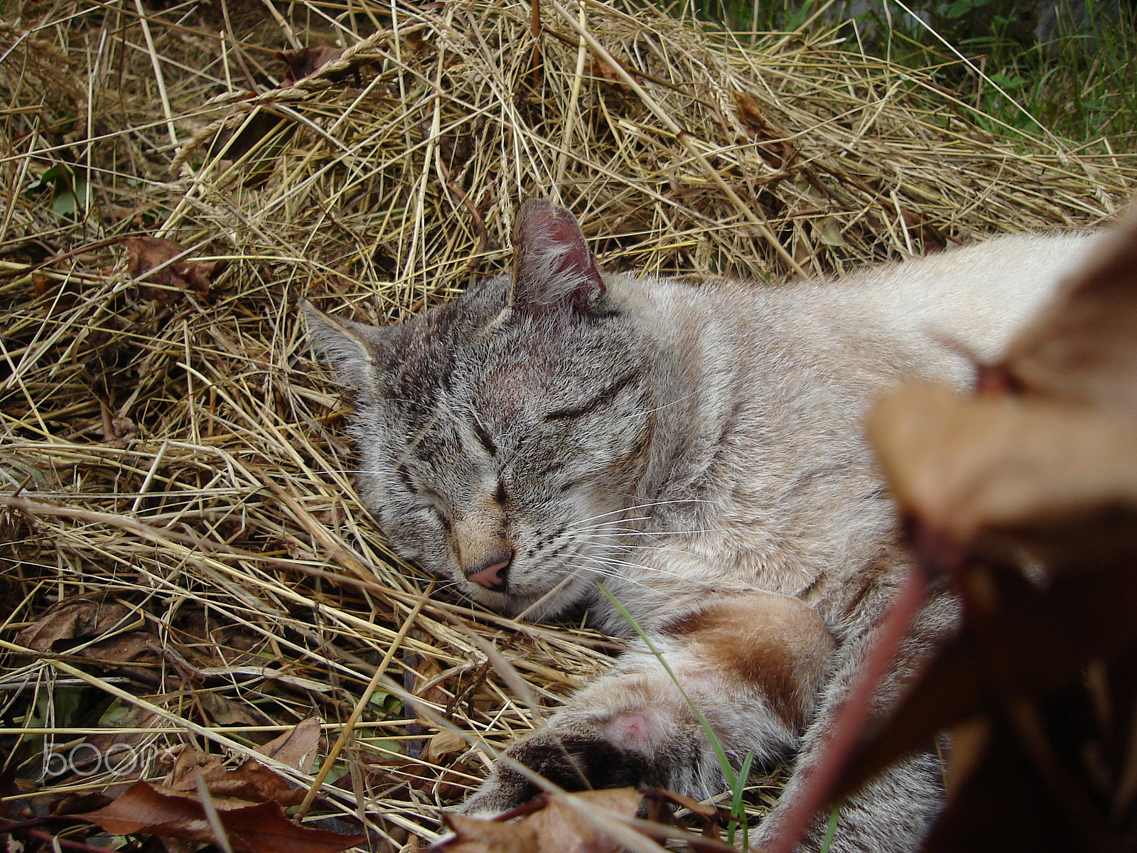 Sony DSC-S40 sample photo. Sleepy tomcat photography