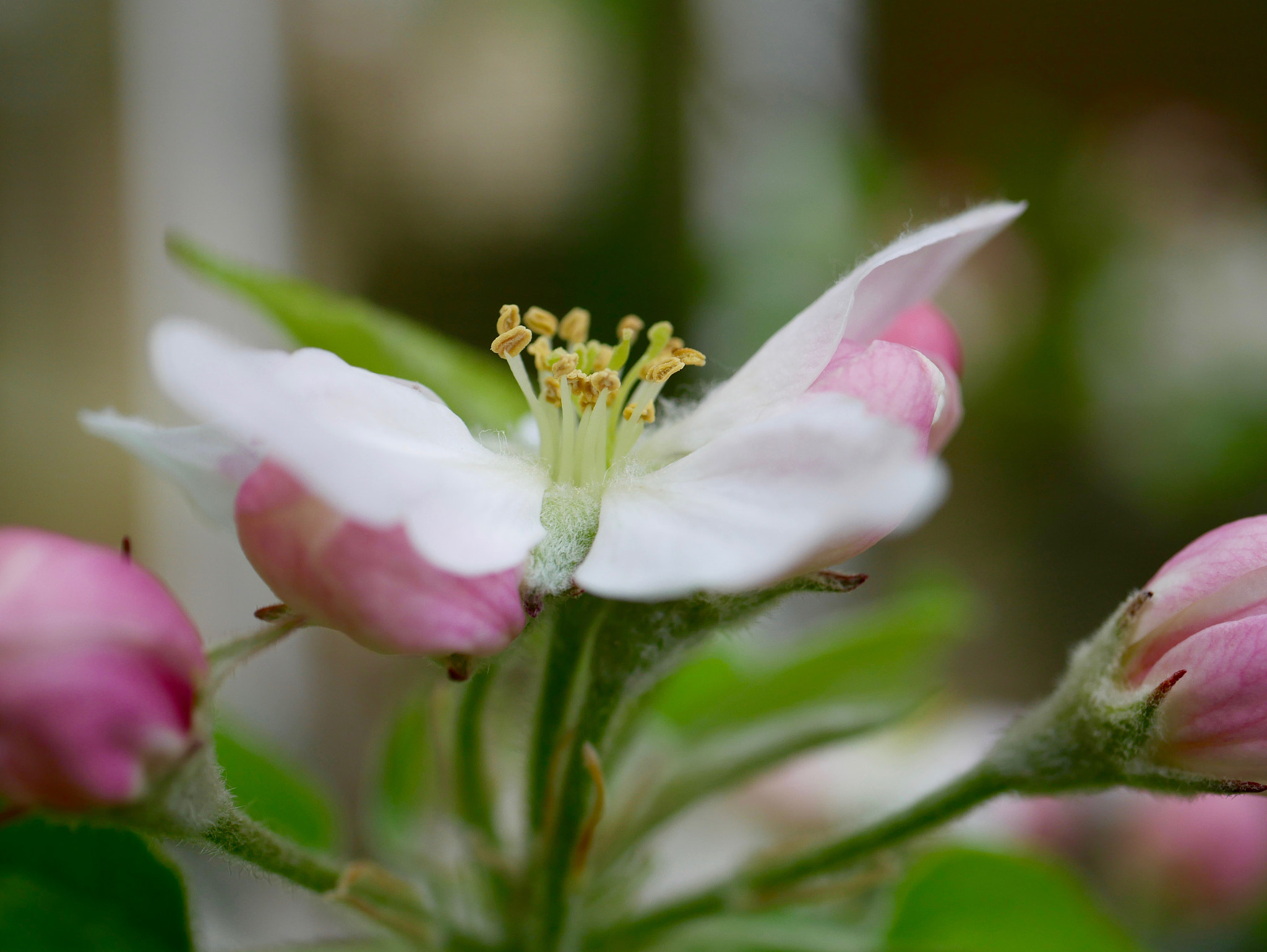 Panasonic Lumix G Macro 30mm F2.8 ASPH Mega OIS sample photo. La future pomme.... photography