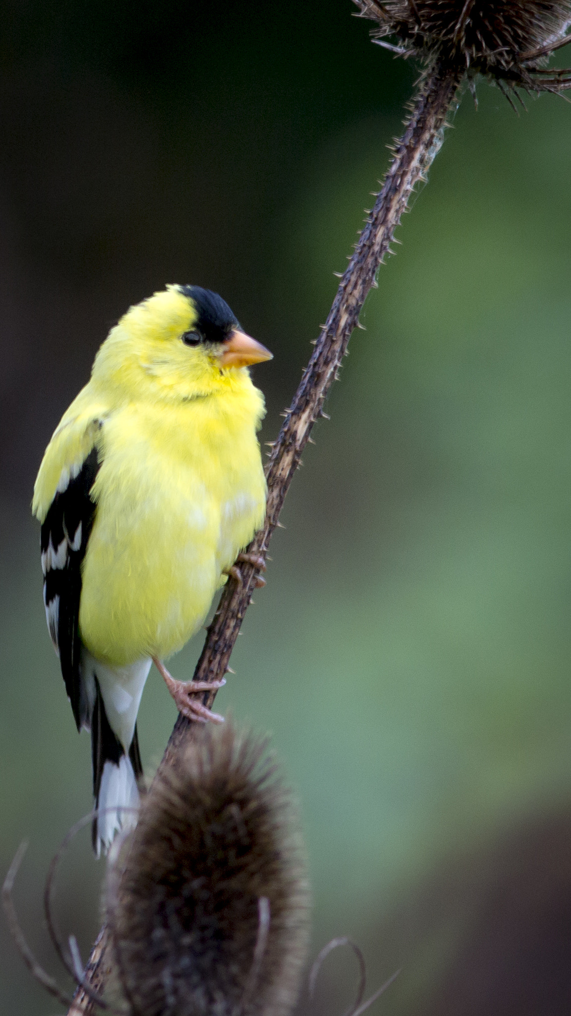 Canon EOS 60D + Canon EF 300mm F4L IS USM sample photo. American goldfinch photography