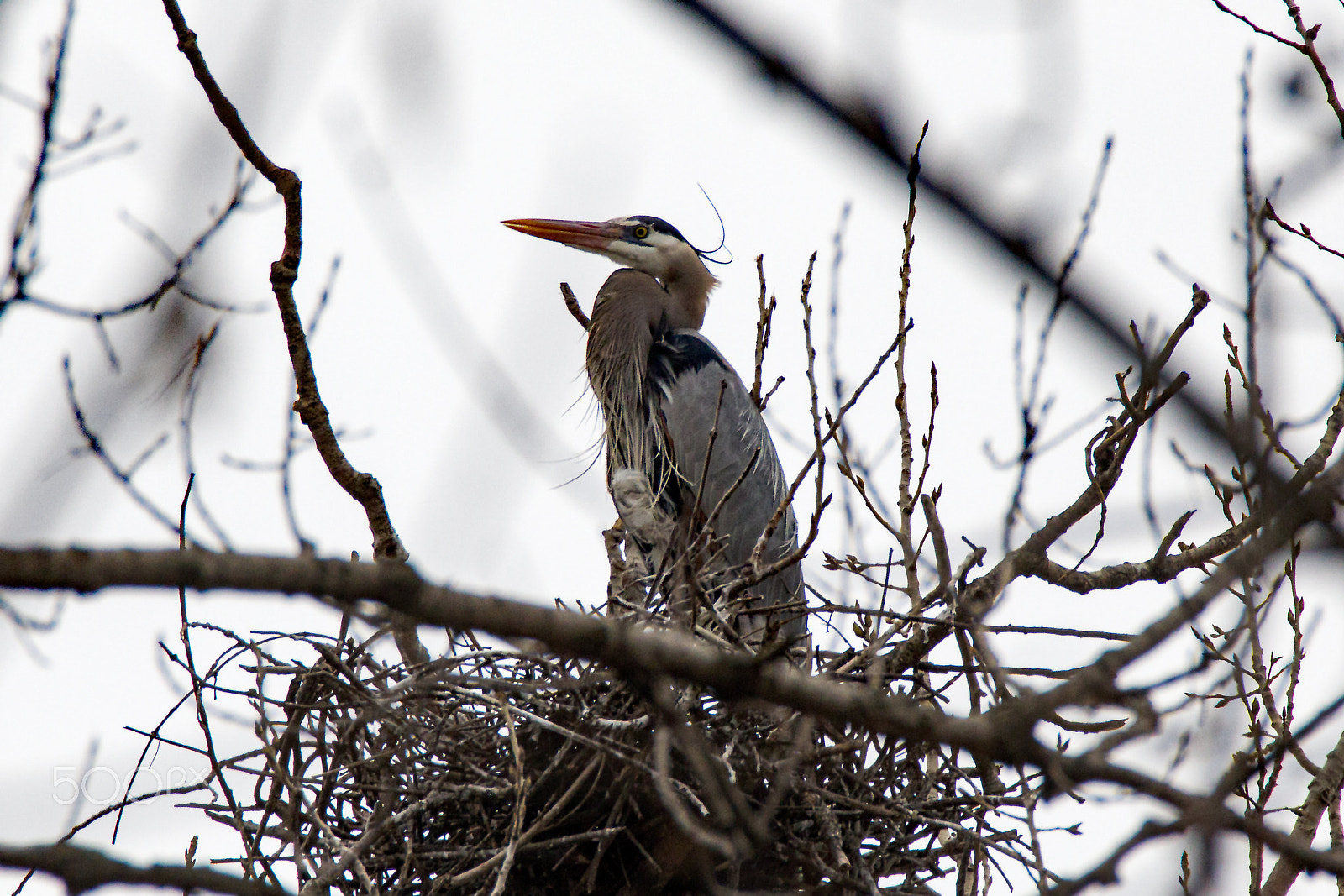 Tamron SP 150-600mm F5-6.3 Di VC USD sample photo. Great blue heron in a heronry photography