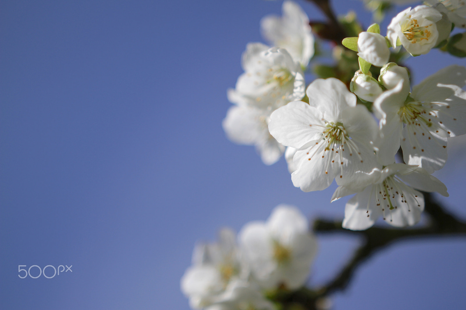 Canon 18-35mm sample photo. Cherry blossoms part 2 photography
