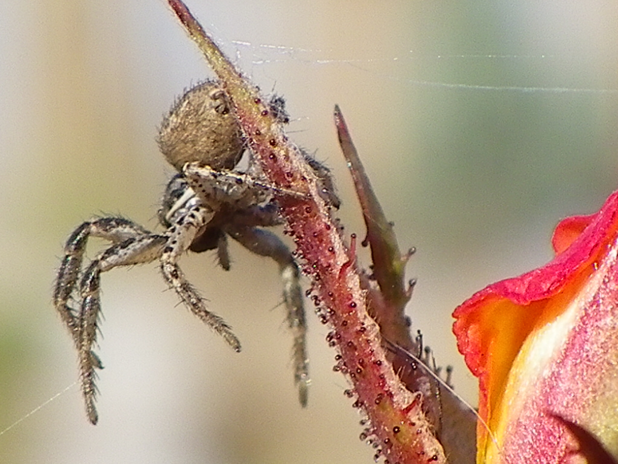 Pentax X90 sample photo. Spider photography