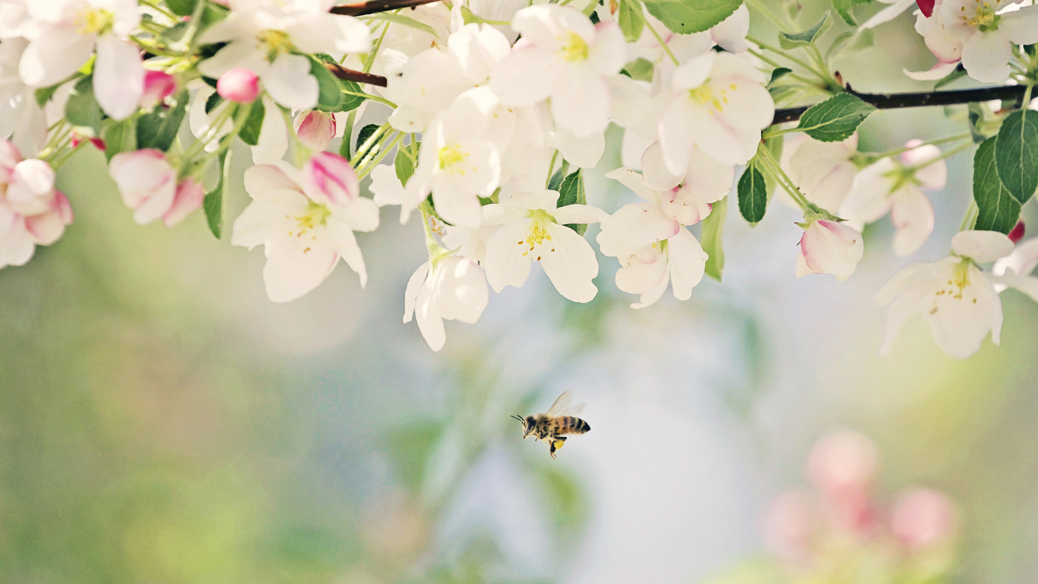 Canon EF 100-400mm F4.5-5.6L IS II USM sample photo. Busy springtime bee photography