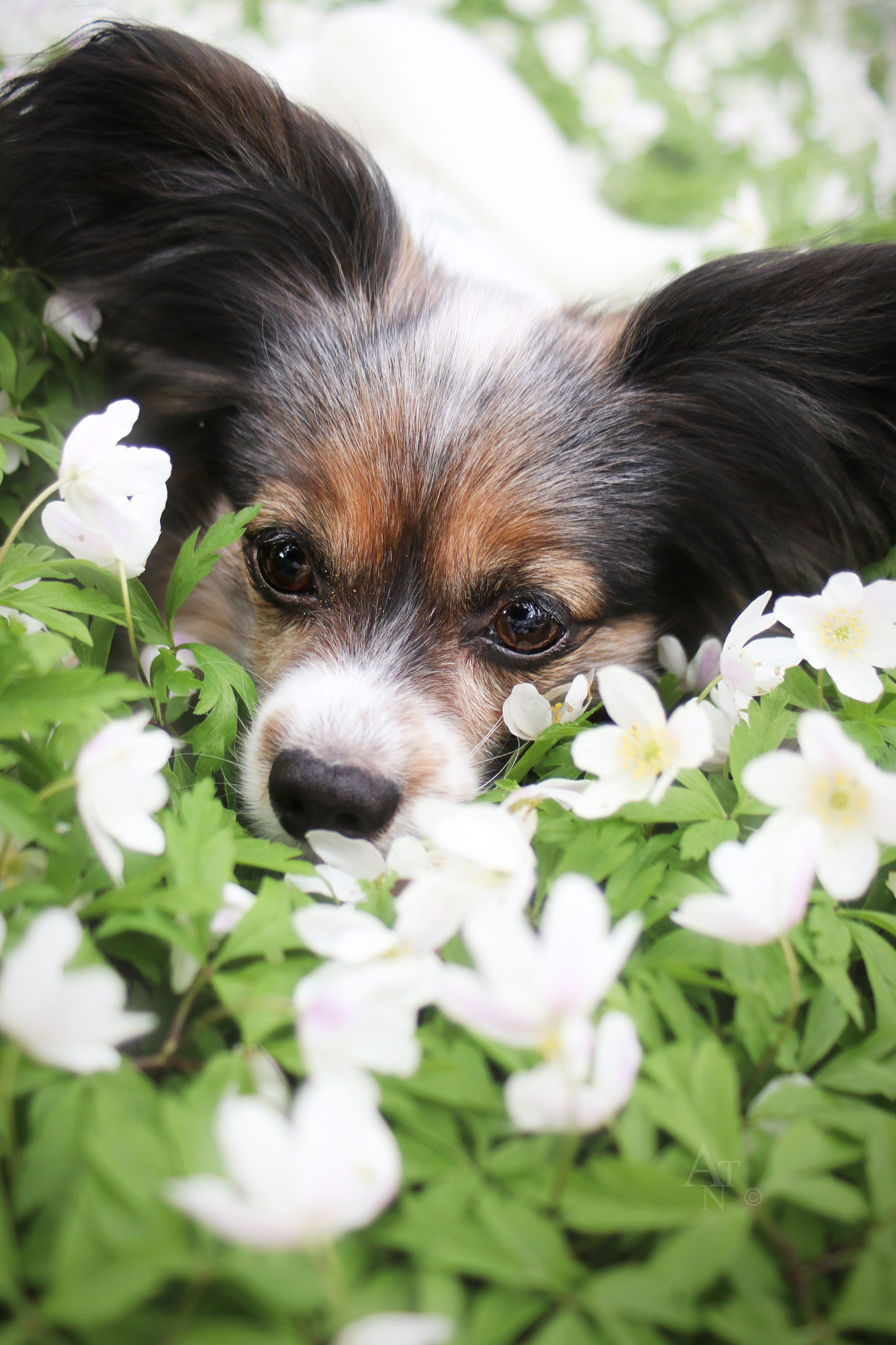 Canon EF 28-80mm f/3.5-5.6 sample photo. Chico photography