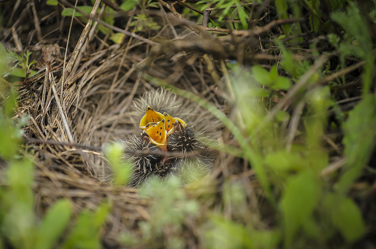 Nikon AF-S Nikkor 70-200mm F4G ED VR sample photo. Птенцы жаворонка (skylark's nestlings) photography