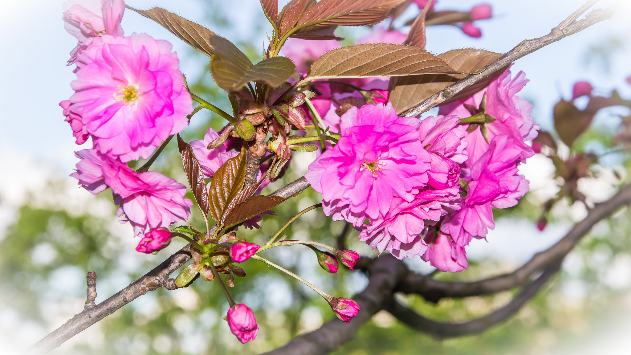 Sigma 17-70mm F2.8-4 DC Macro OS HSM sample photo. Kirschblüte bonn photography