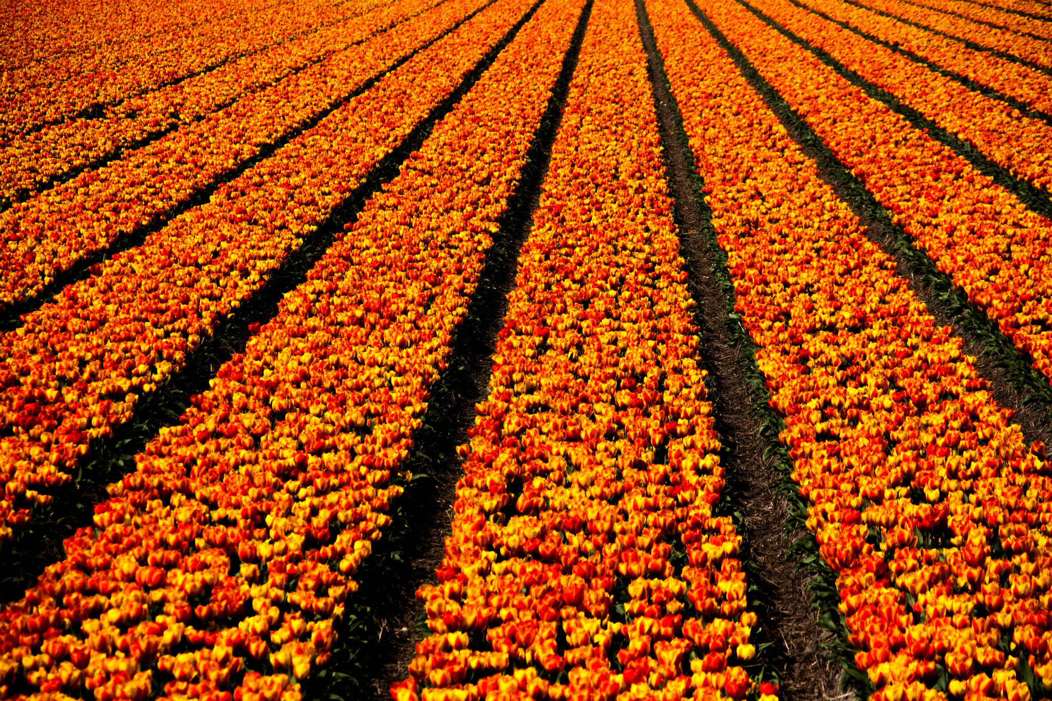 Sigma 18-200mm f/3.5-6.3 DC OS sample photo. Groetjes uit holland (greetz from the netherlands) photography
