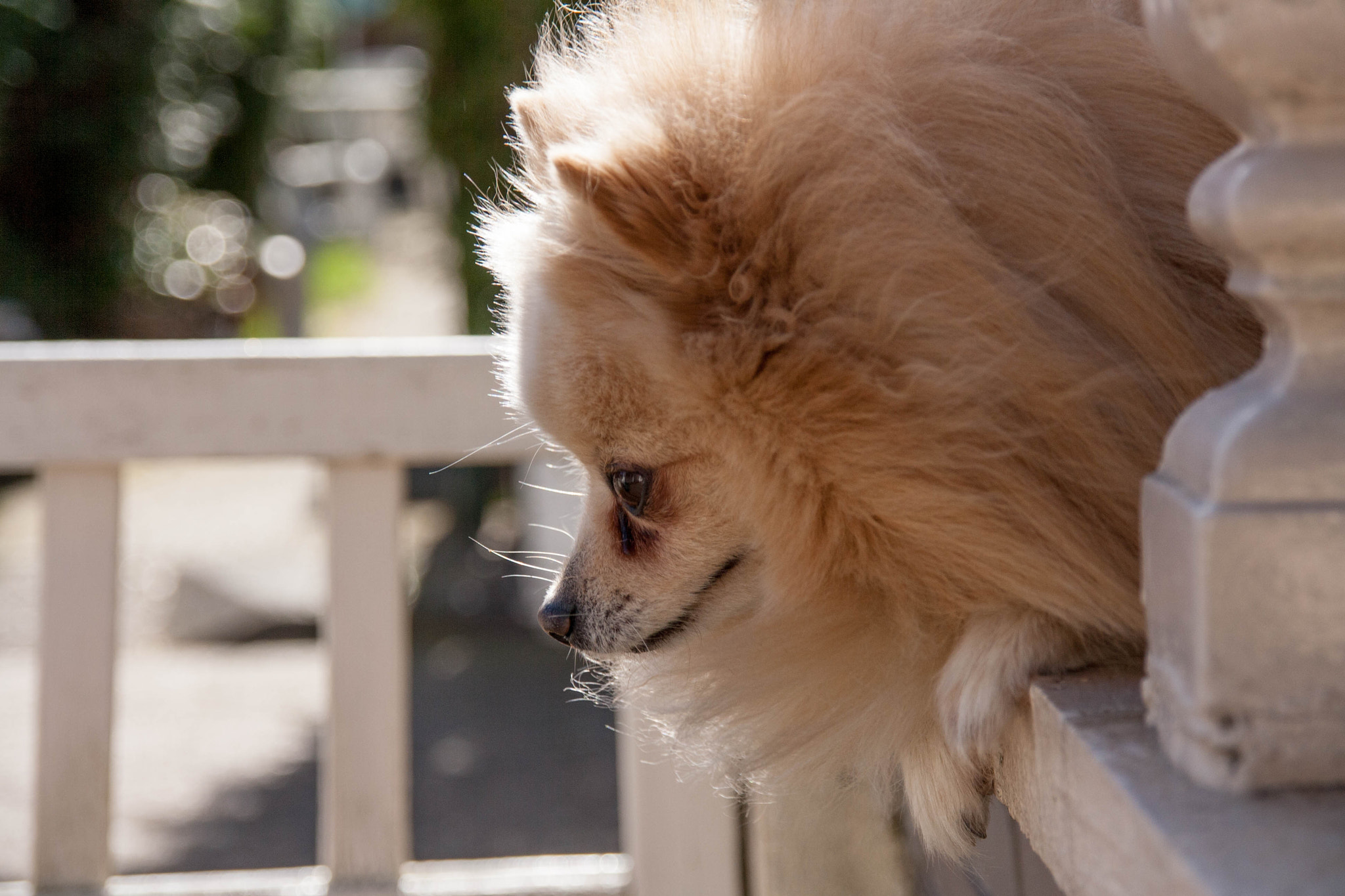 Sigma 18-200mm f/3.5-6.3 DC OS sample photo. Chico on the balcony photography