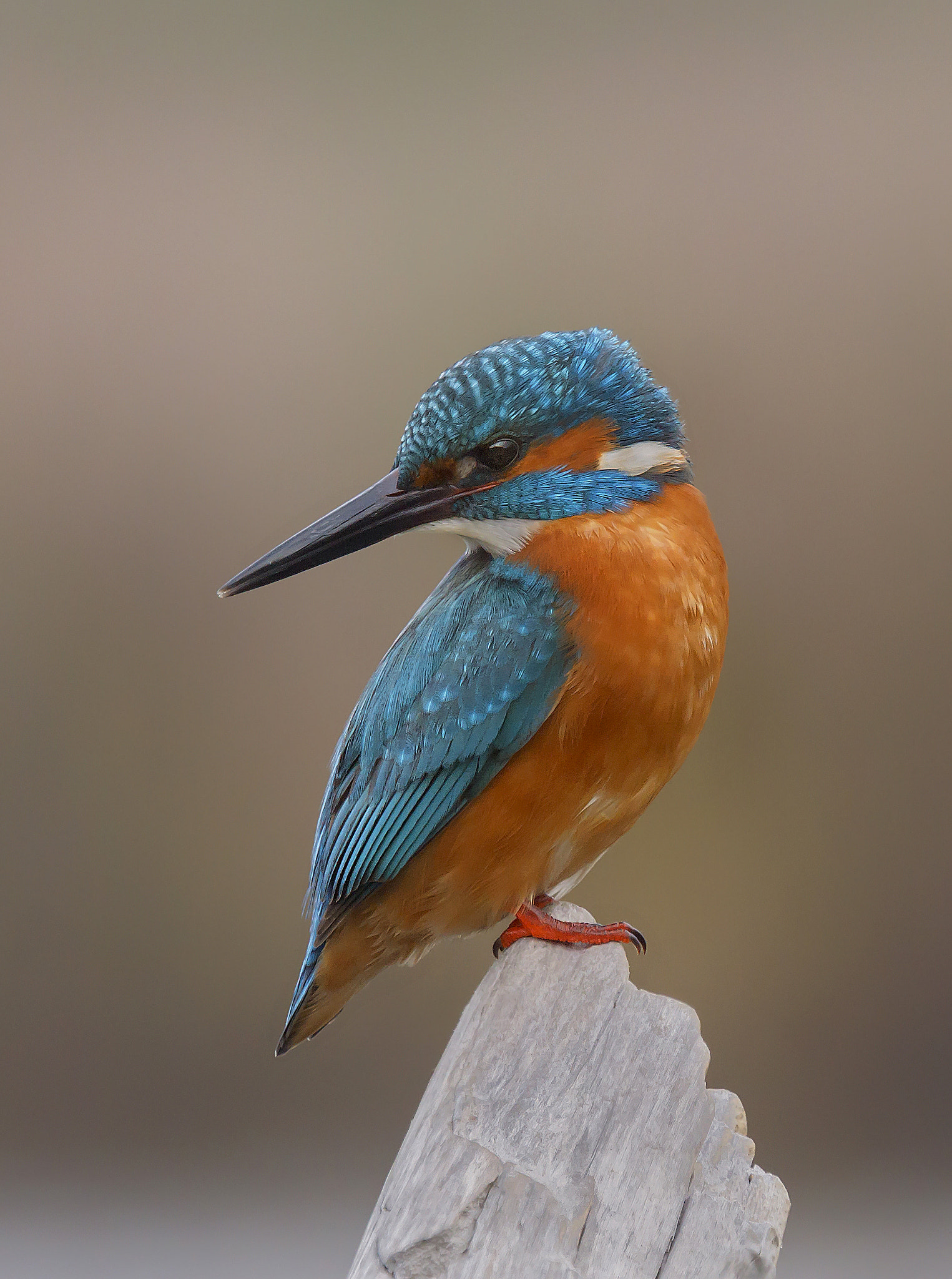 Canon EOS 50D + Canon EF 400mm F4.0 DO IS USM sample photo. Martin photography