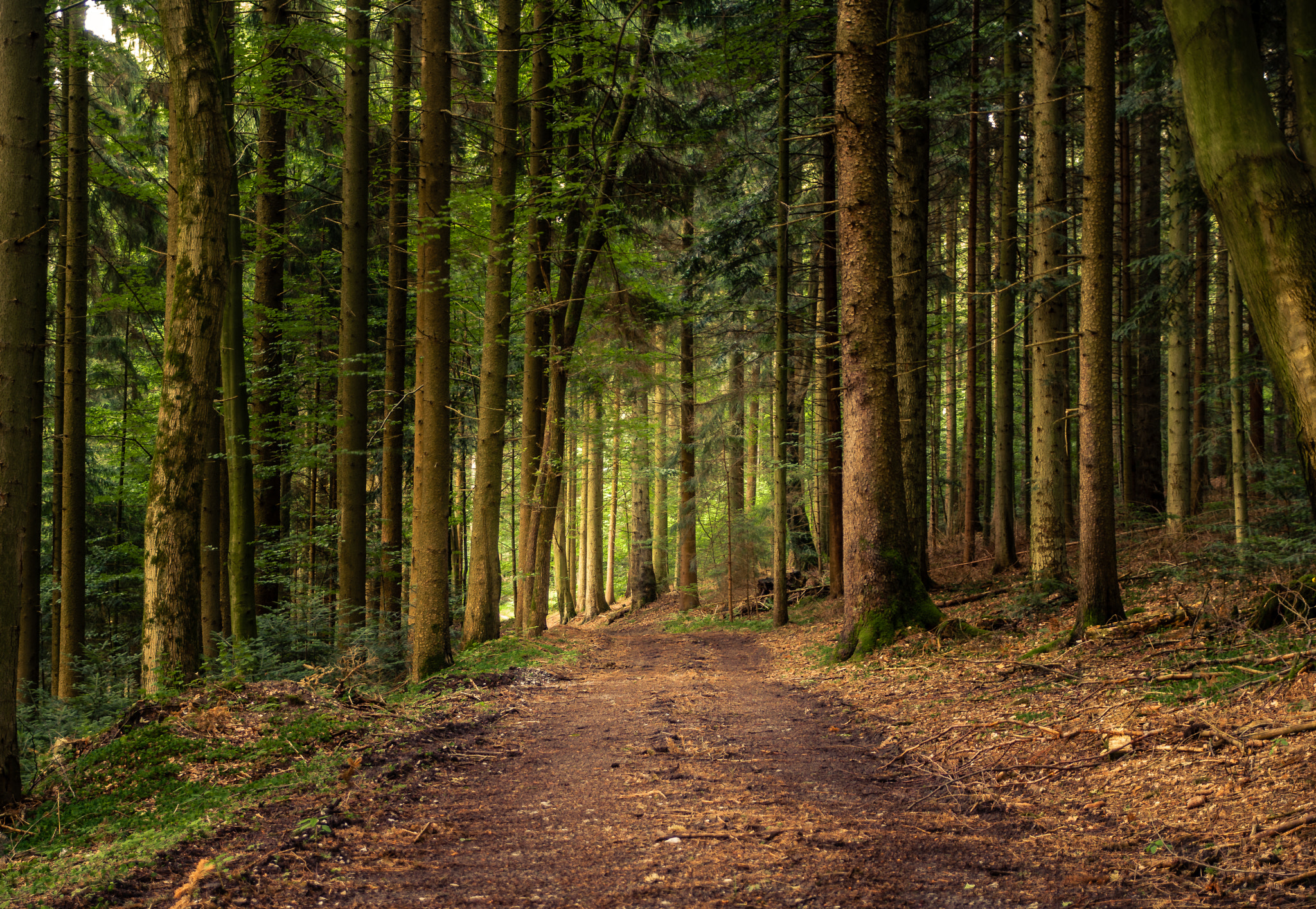 Sigma 17-70mm F2.8-4 DC Macro OS HSM sample photo. Forest photography