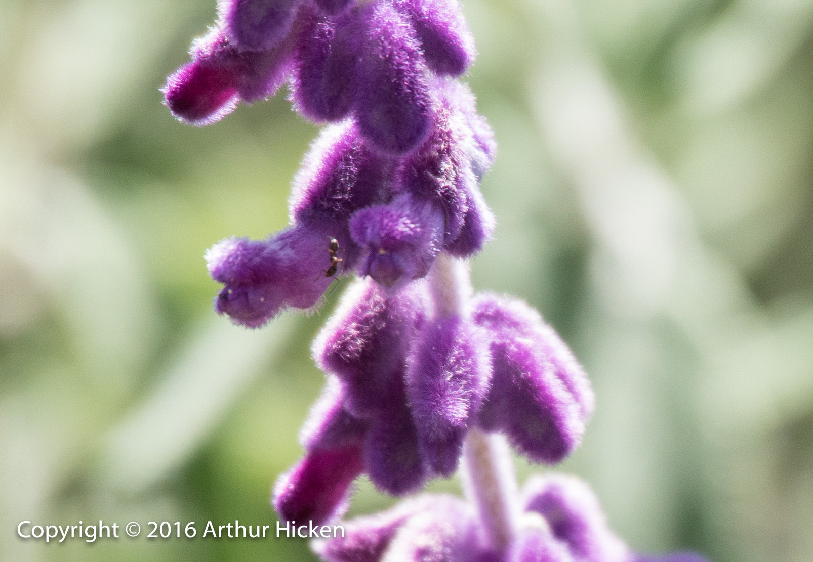Sigma 150-500mm F5-6.3 DG OS HSM sample photo. Ant photography