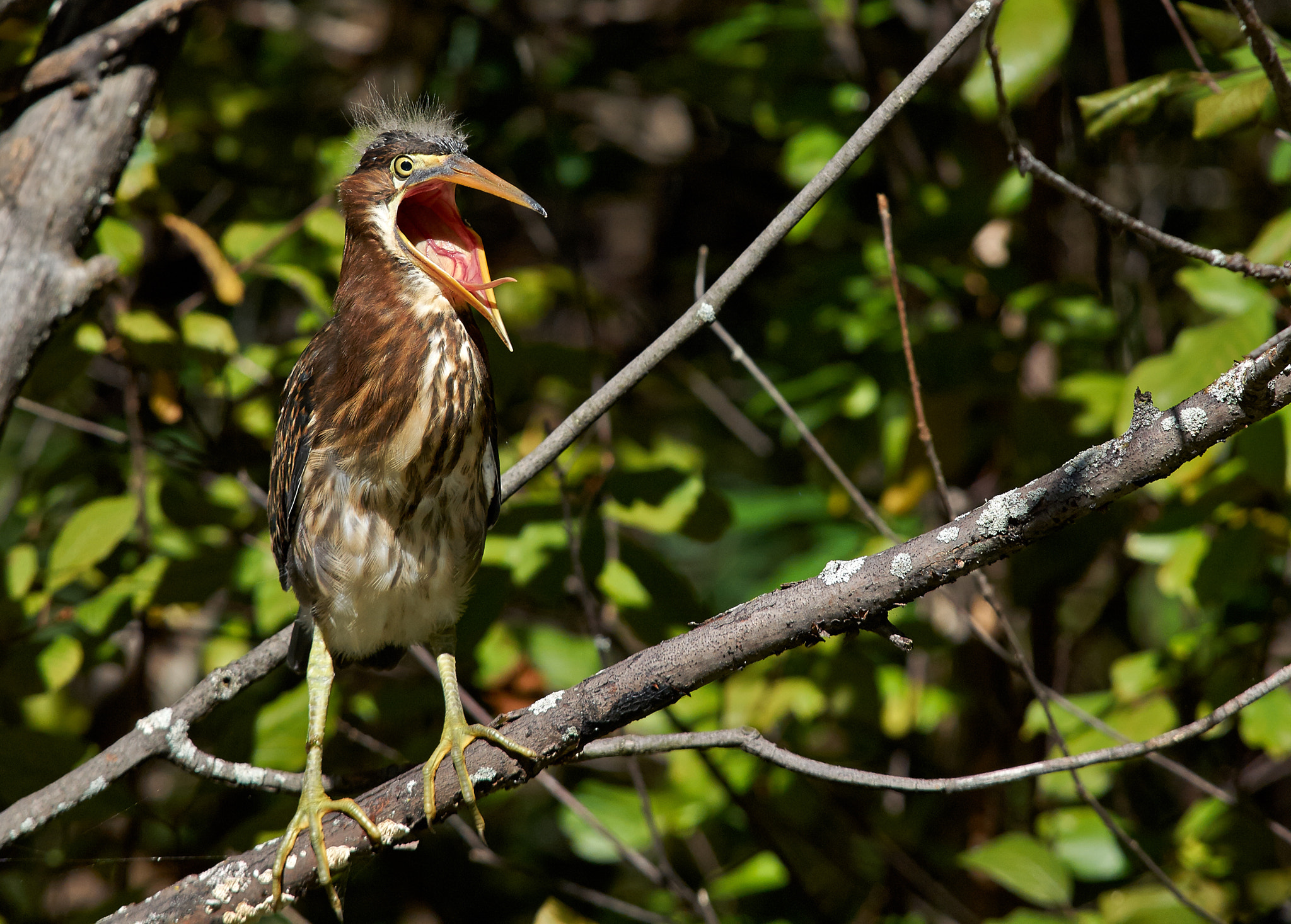 Olympus E-5 sample photo. Green heron, ottawa photography