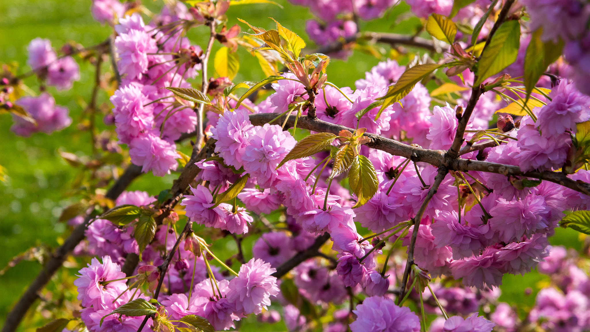 Sigma 17-70mm F2.8-4 DC Macro OS HSM sample photo. Kirschblüte bonn photography