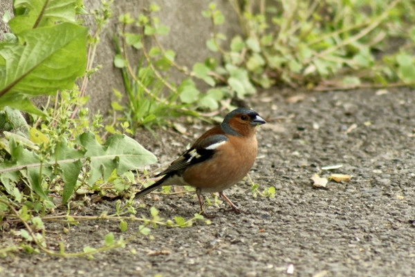 Minolta AF 100-300mm F4.5-5.6 sample photo. Zięba  (fringilla coelebs) photography