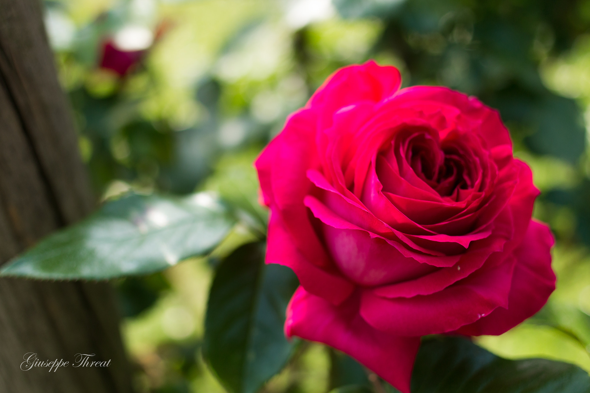 Canon EOS 70D + Canon EF 24mm F2.8 IS USM sample photo. Red rose photography