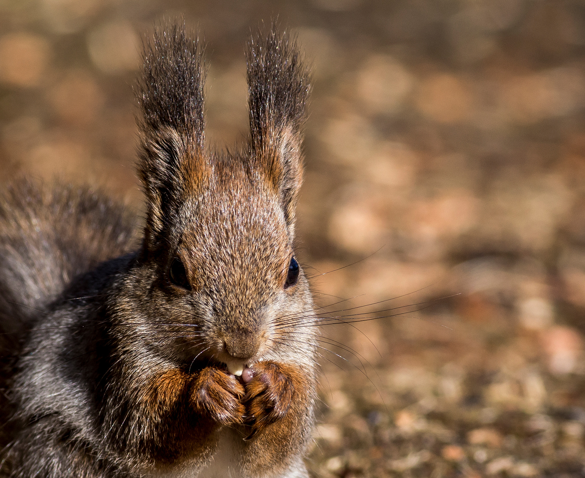 Canon EOS 6D + Canon EF 400mm F5.6L USM sample photo. Hungry photography