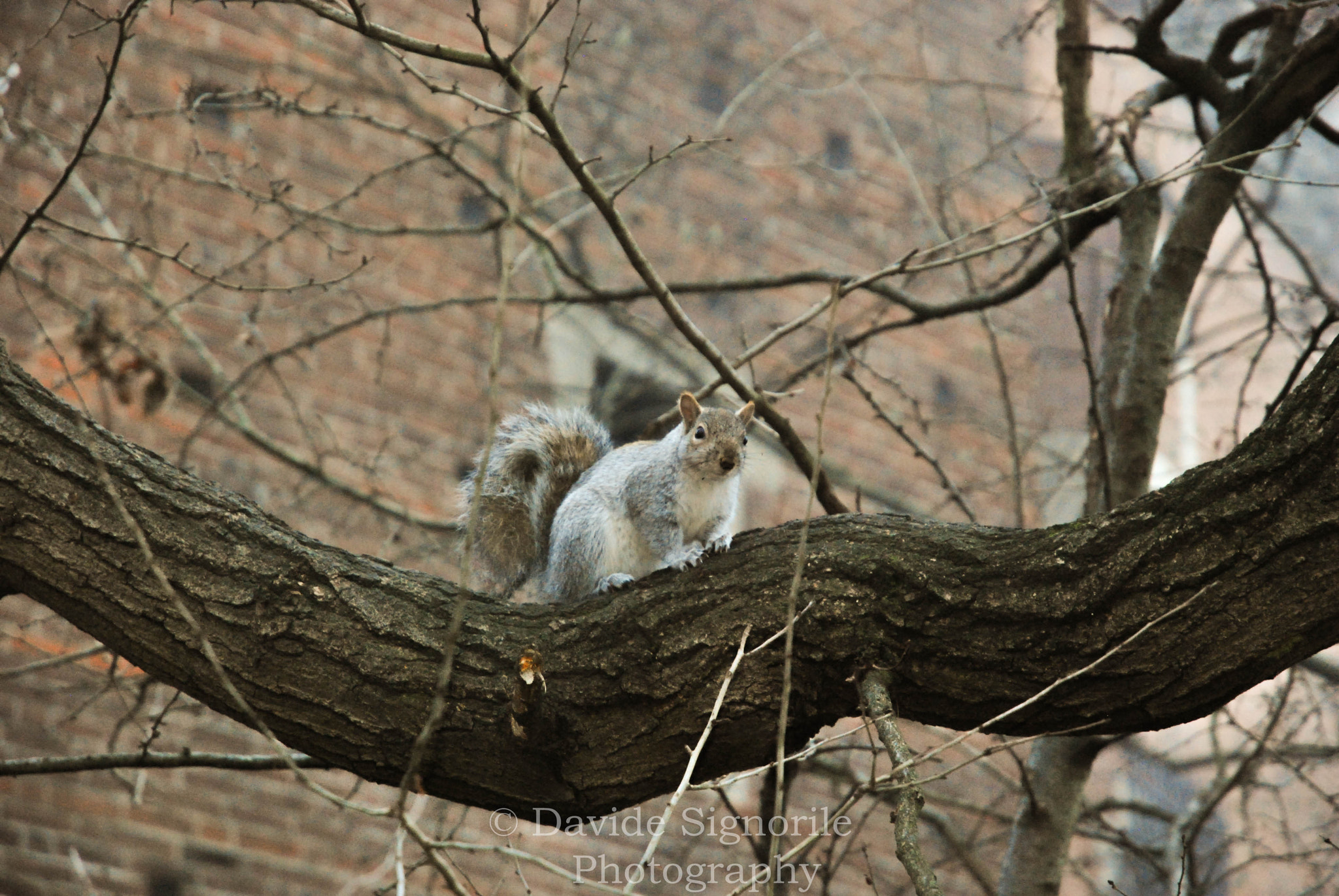 Nikon D60 sample photo. Scoiattolo  photography