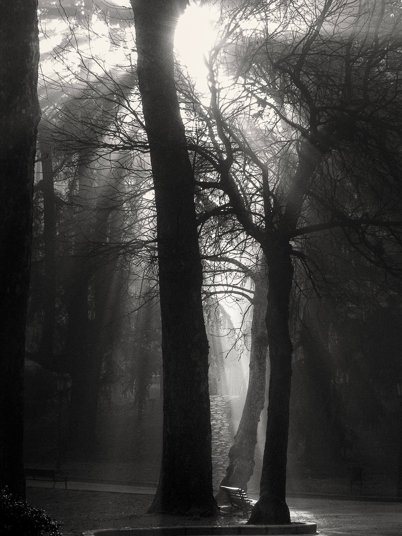 Olympus C70Z,C7000Z sample photo. 'a morning fog' photography