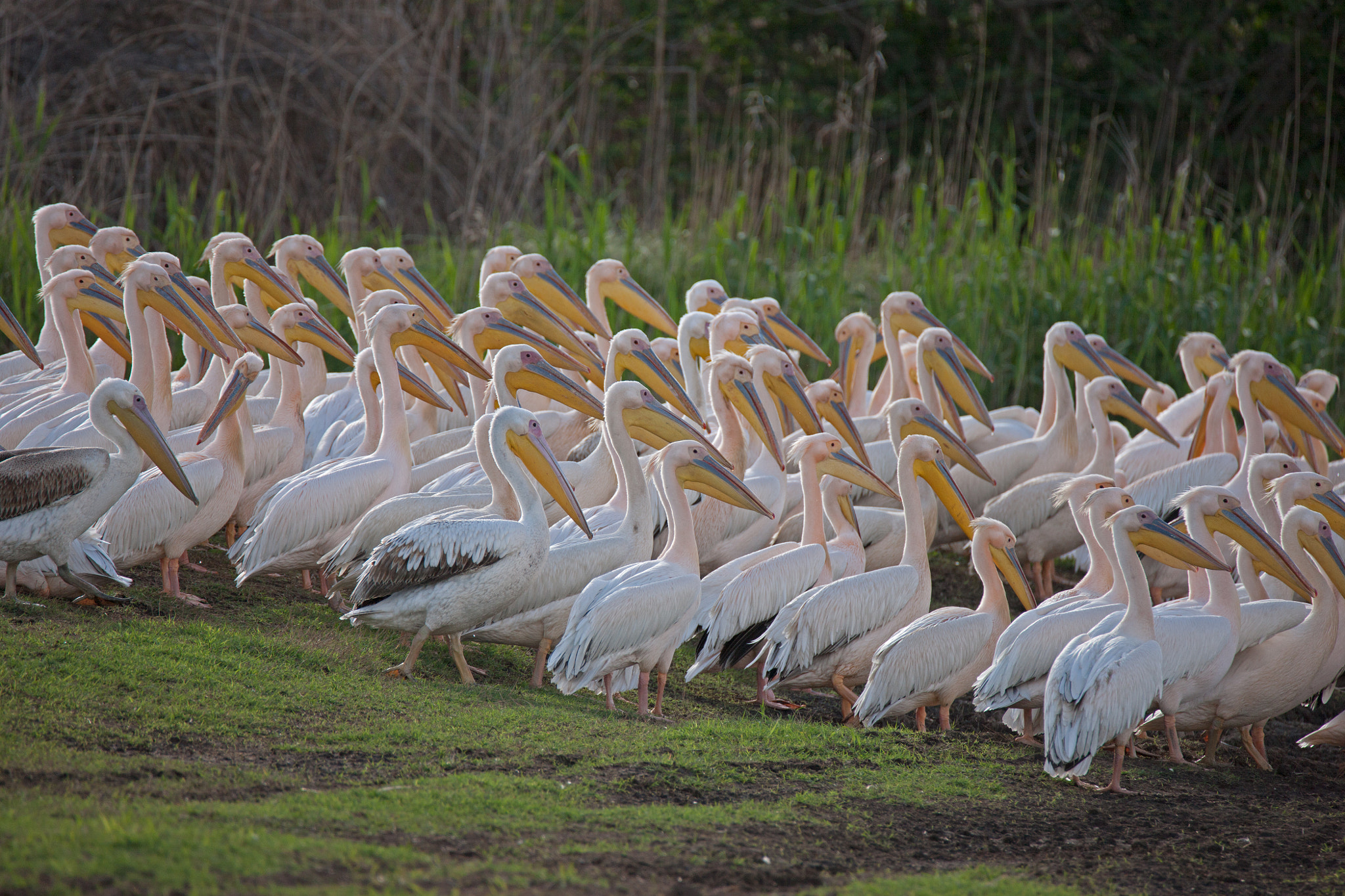 Canon EOS-1Ds Mark III sample photo. Pelicans, waiting in line photography