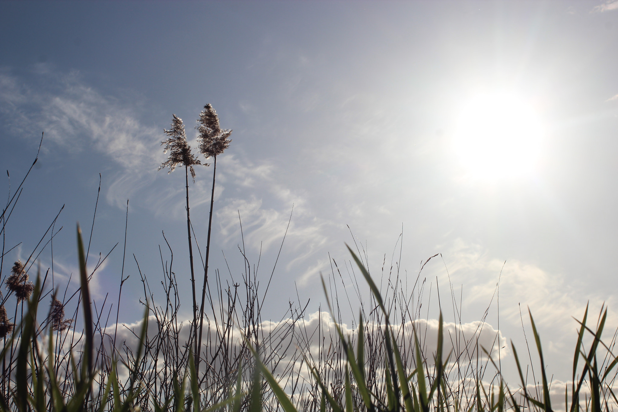 Canon EF 38-76mm f/4.5-5.6 sample photo. Lie in the gras photography