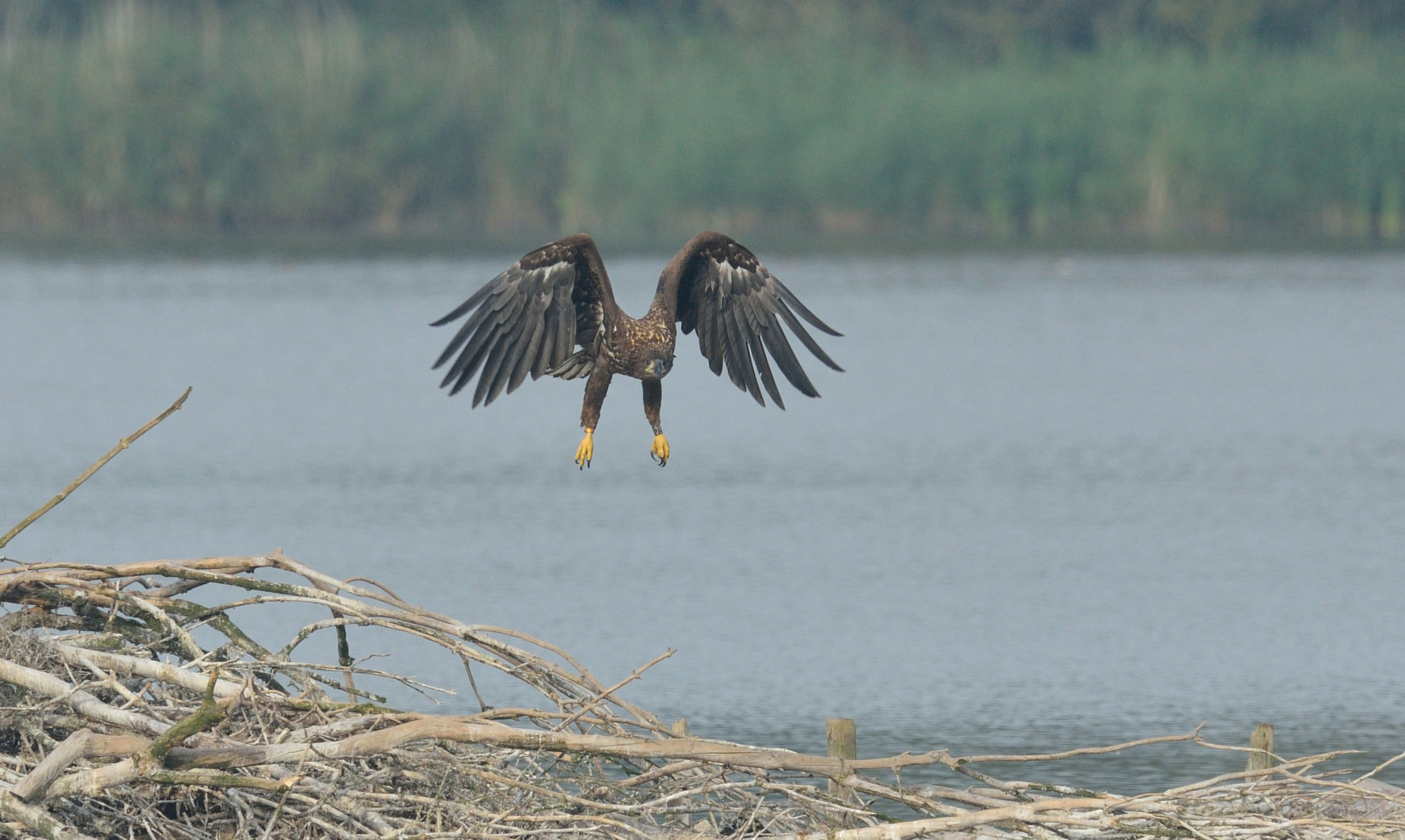 Nikon AF-S Nikkor 400mm F2.8D ED-IF II sample photo. Zeearend photography