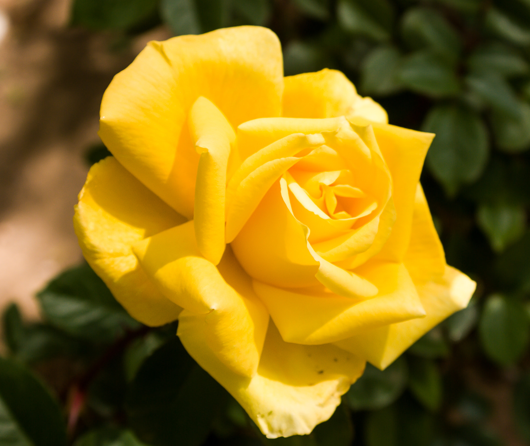 Nikon D80 + AF Zoom-Nikkor 35-135mm f/3.5-4.5 N sample photo. First bloom yellow rose photography