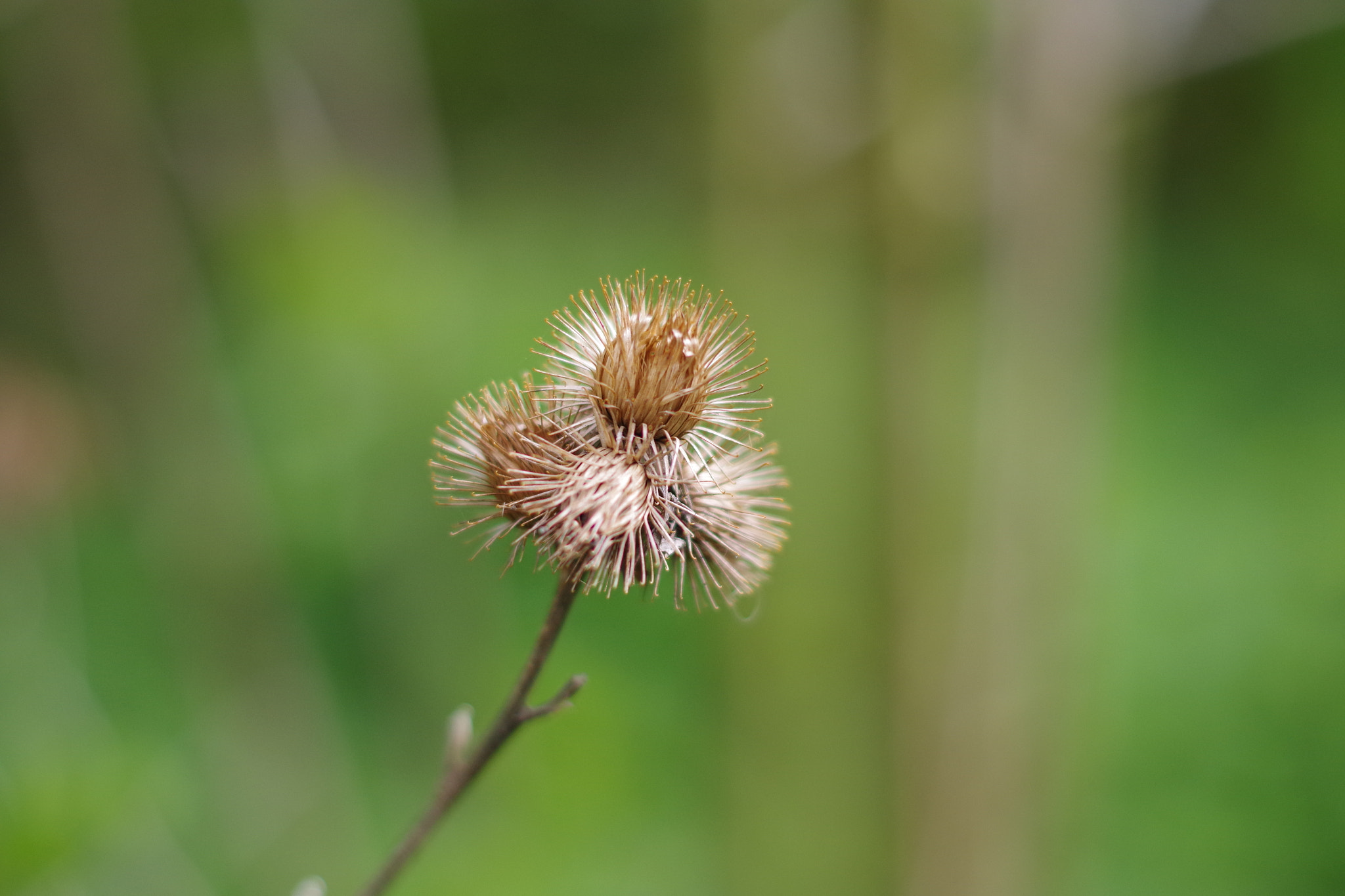 Pentax K-S1 + Pentax smc DA 50mm F1.8 sample photo. Thistle photography