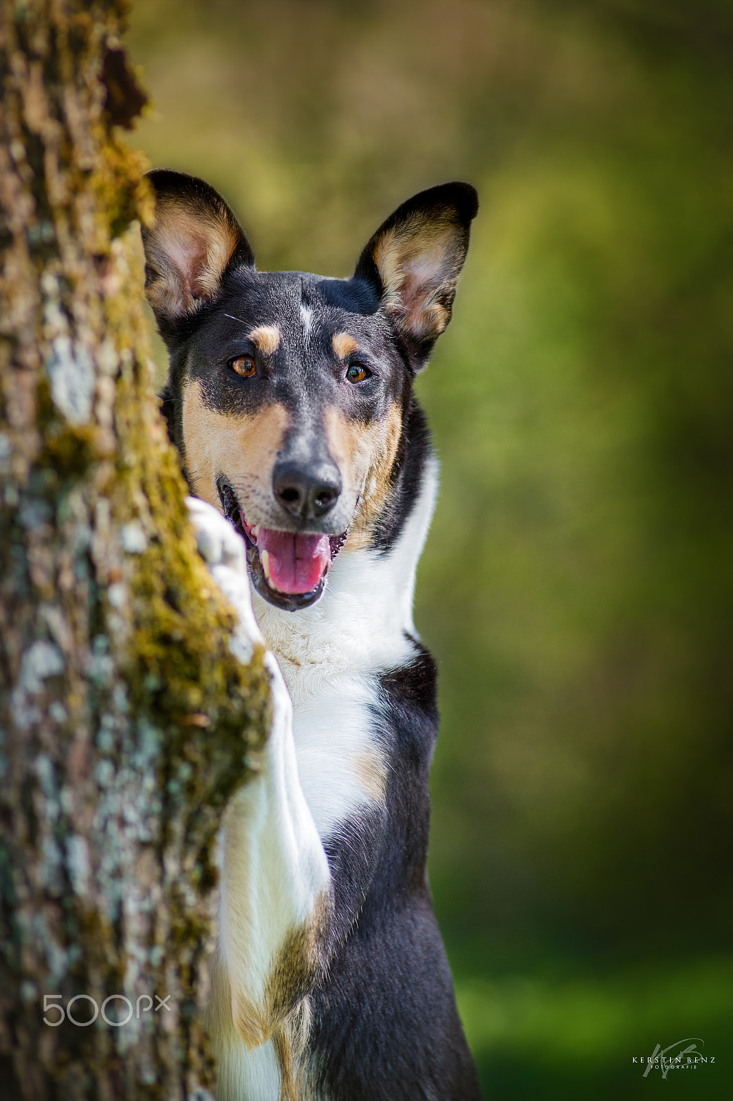 Nikon D610 + AF Nikkor 180mm f/2.8 IF-ED sample photo. Shorthair collie photography