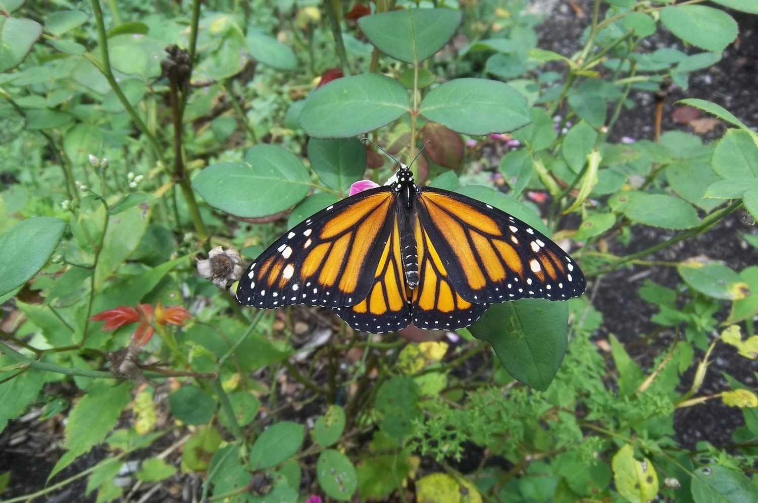 Kodak EASYSHARE M575 DIGITAL CAMERA sample photo. Monarch butterfly 3 photography