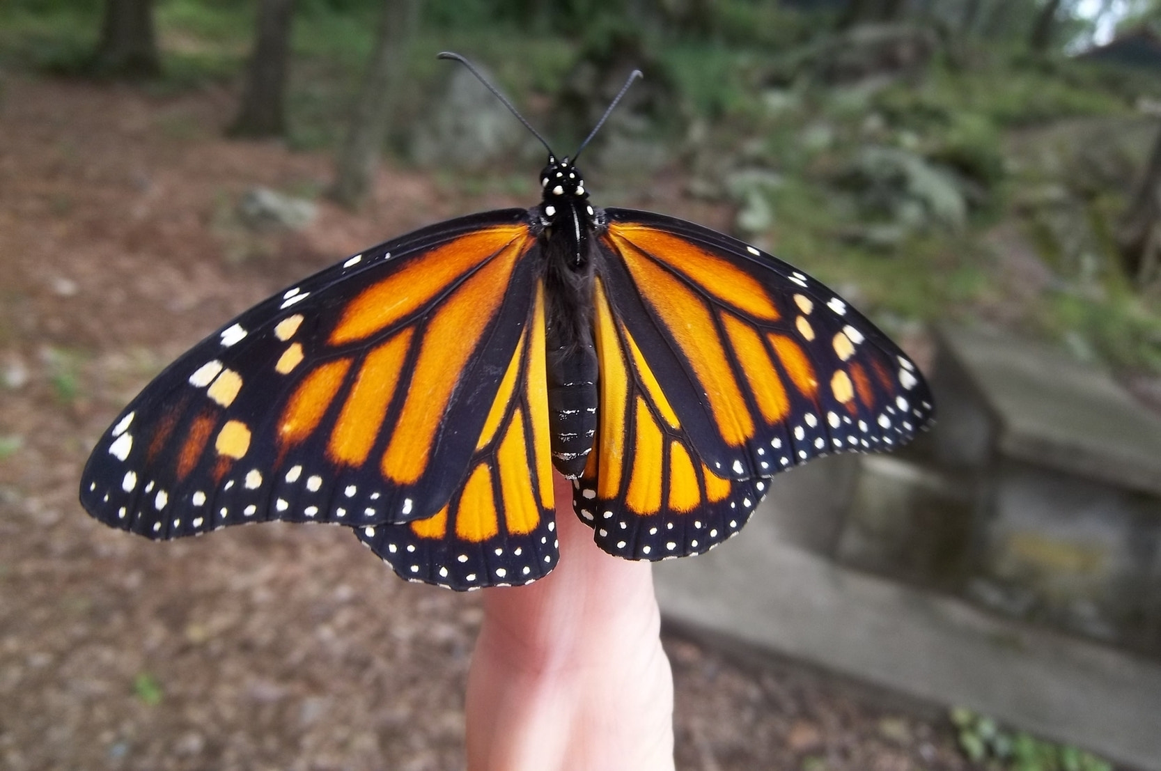 Kodak EASYSHARE M575 DIGITAL CAMERA sample photo. Monarch butterfly 2 photography