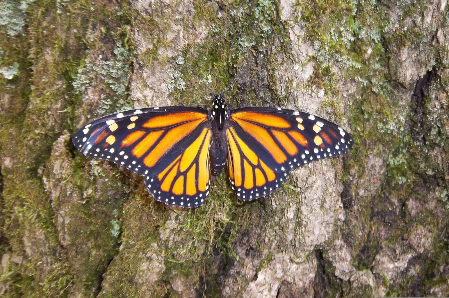 Kodak EASYSHARE M575 DIGITAL CAMERA sample photo. Monarch butterfly photography
