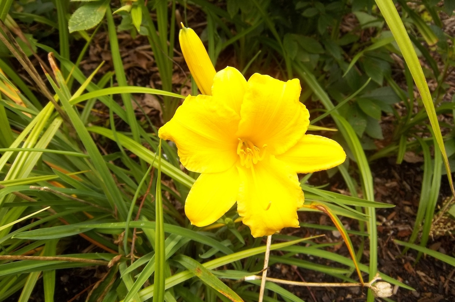 Kodak EASYSHARE M575 DIGITAL CAMERA sample photo. Yellow flower photography