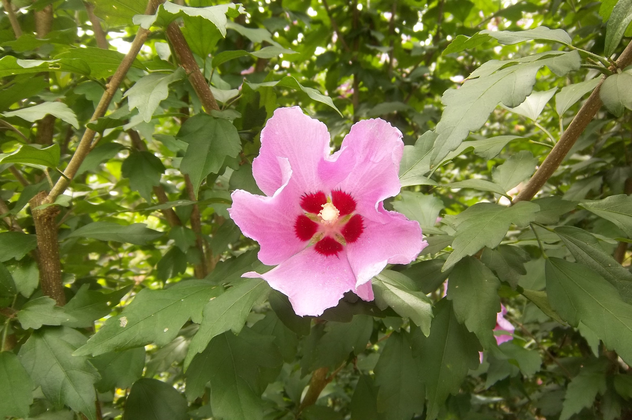 Kodak EASYSHARE M575 DIGITAL CAMERA sample photo. Pink flower photography