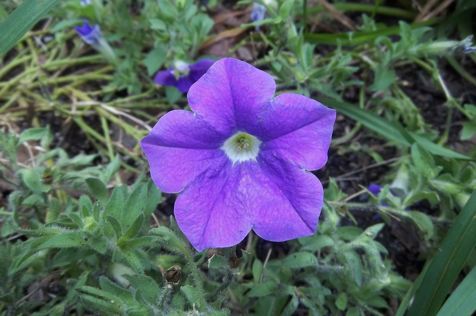 Kodak EASYSHARE M575 DIGITAL CAMERA sample photo. Purple flower photography