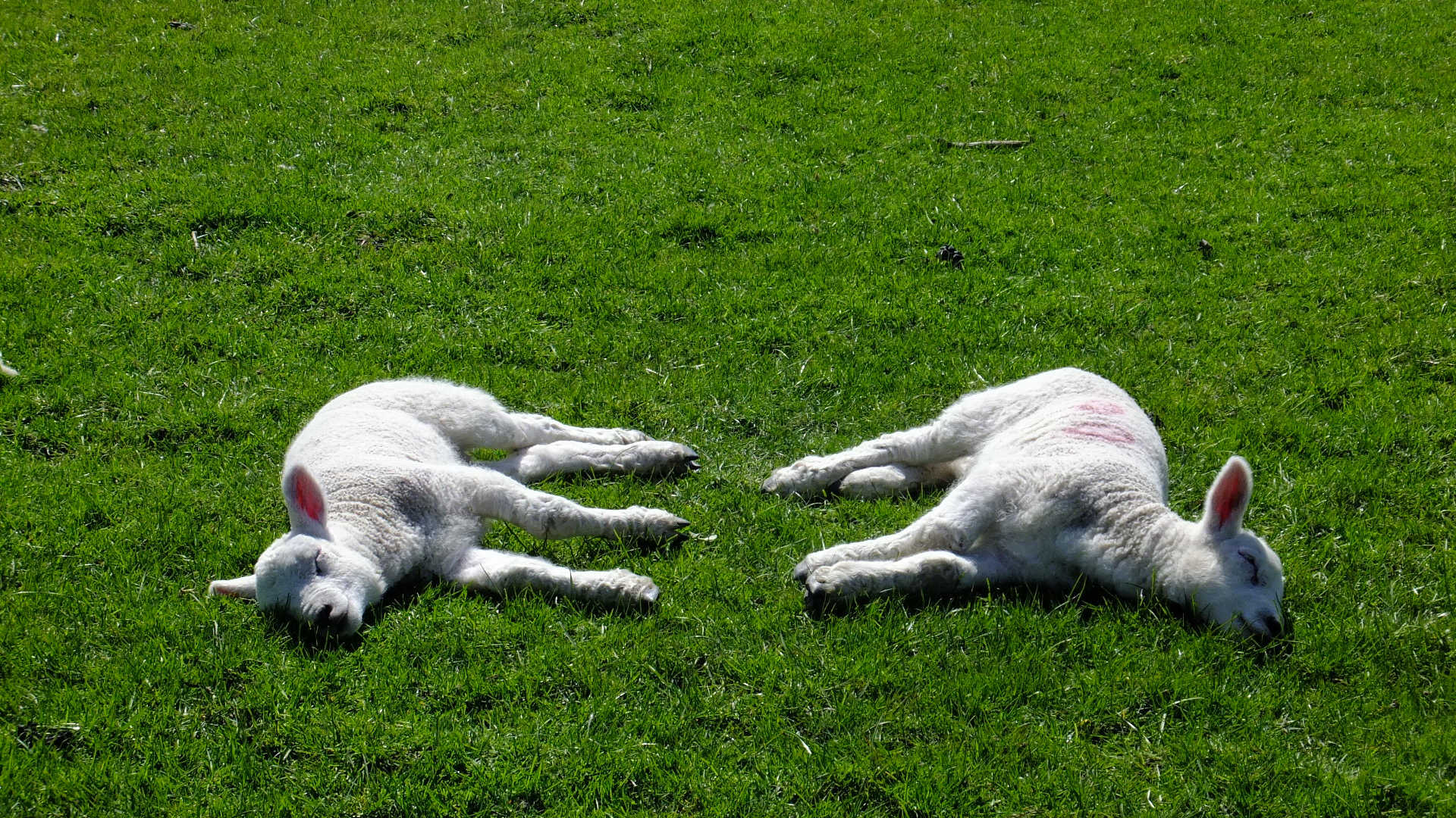 Fujifilm FinePix F770EXR (FinePix F775EXR) sample photo. Two spring lambs photography