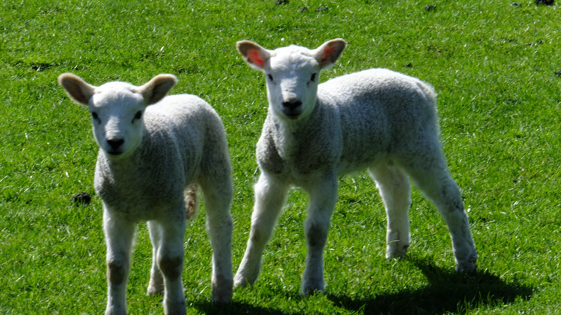 Fujifilm FinePix F770EXR (FinePix F775EXR) sample photo. Two spring lambs photography