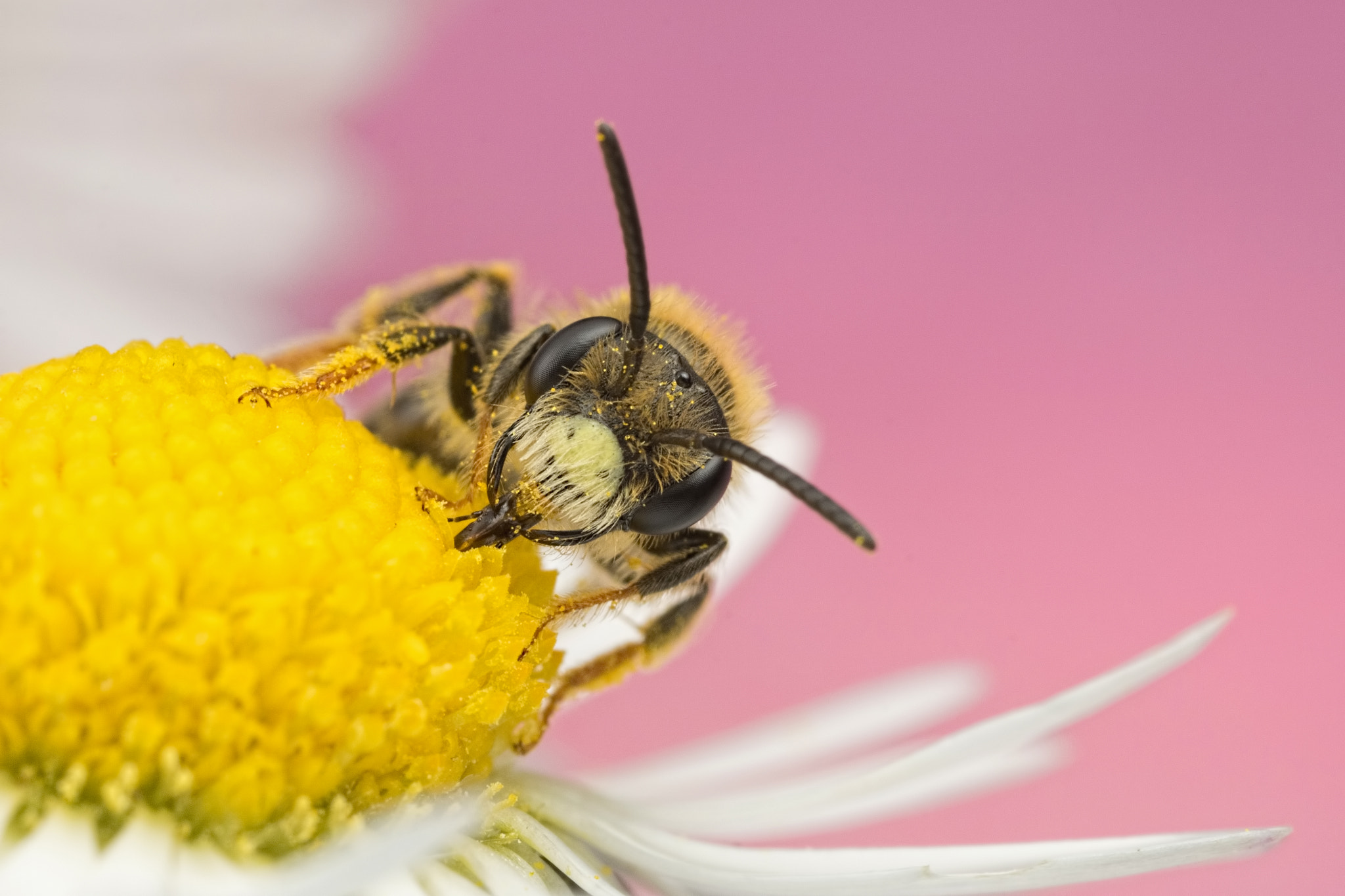 Canon MP-E 65mm F2.5 1-5x Macro Photo sample photo. Slurrp it up! photography