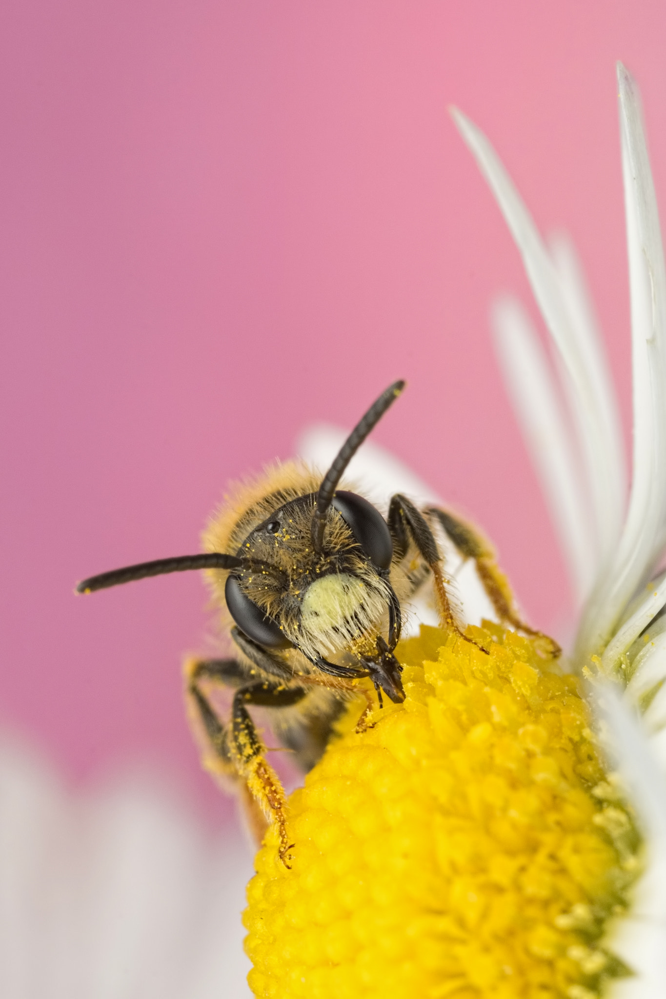 Canon MP-E 65mm F2.5 1-5x Macro Photo sample photo. Feeding in the flowers photography