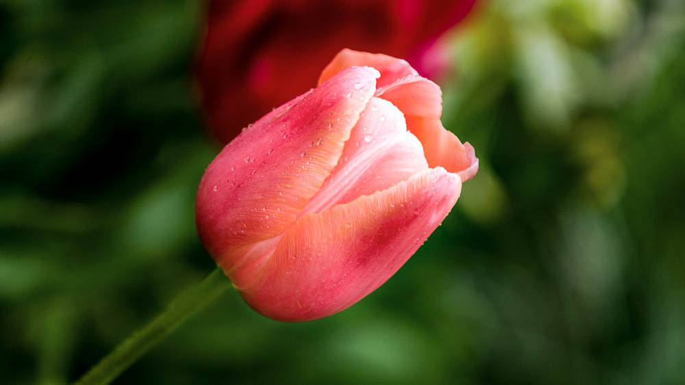 Canon EOS-1D Mark II sample photo. Tulipa ... photography