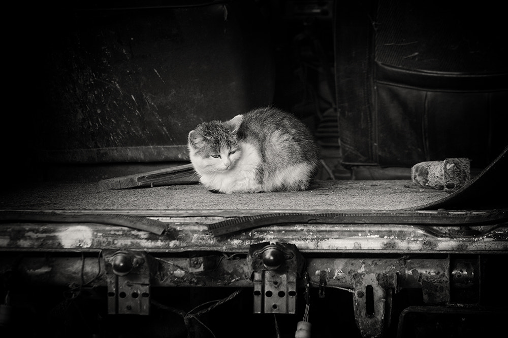 Canon EF 70-200mm F4L IS USM sample photo. Off road cat photography
