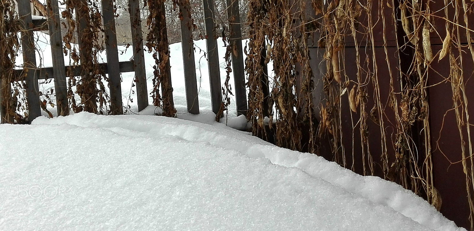 HUAWEI Che2-L11 sample photo. Old fence in winter photography