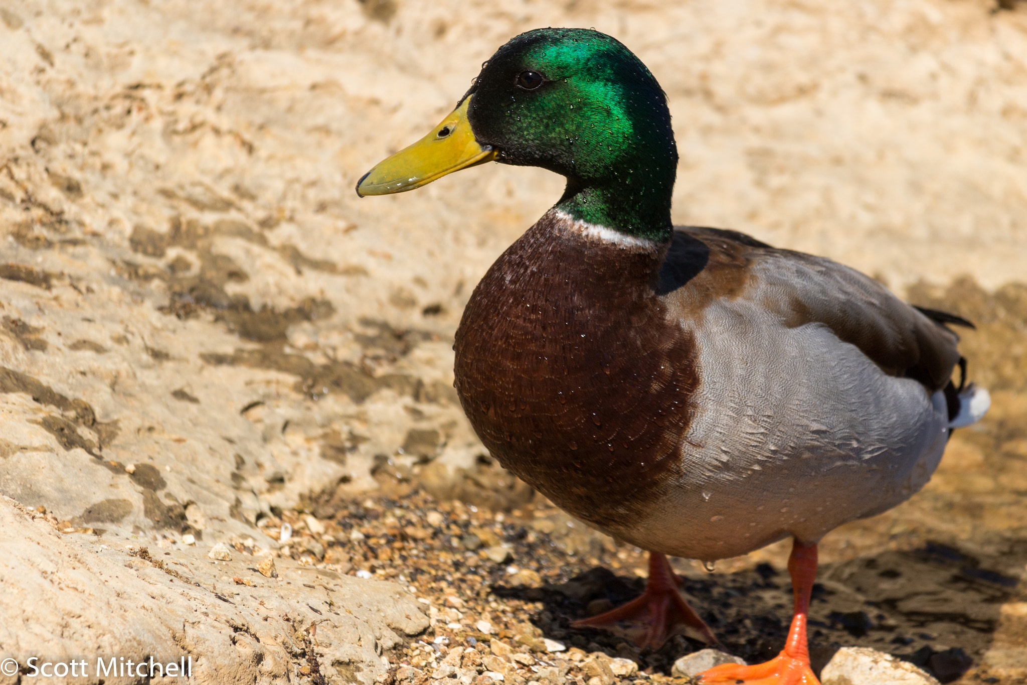 Canon EOS 760D (EOS Rebel T6s / EOS 8000D) sample photo. Wet mallard photography