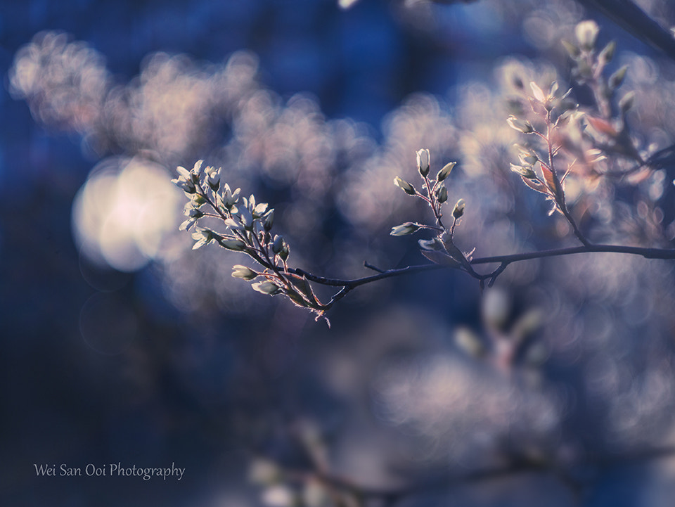 Cherry Blossom 41 by Wei-San Ooi on 500px.com